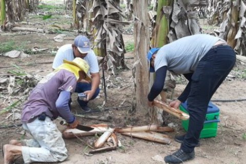Fungo pode ser usado para controlar pragas na produção de bananas